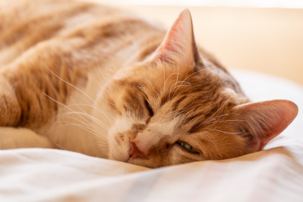 布団で眠る猫