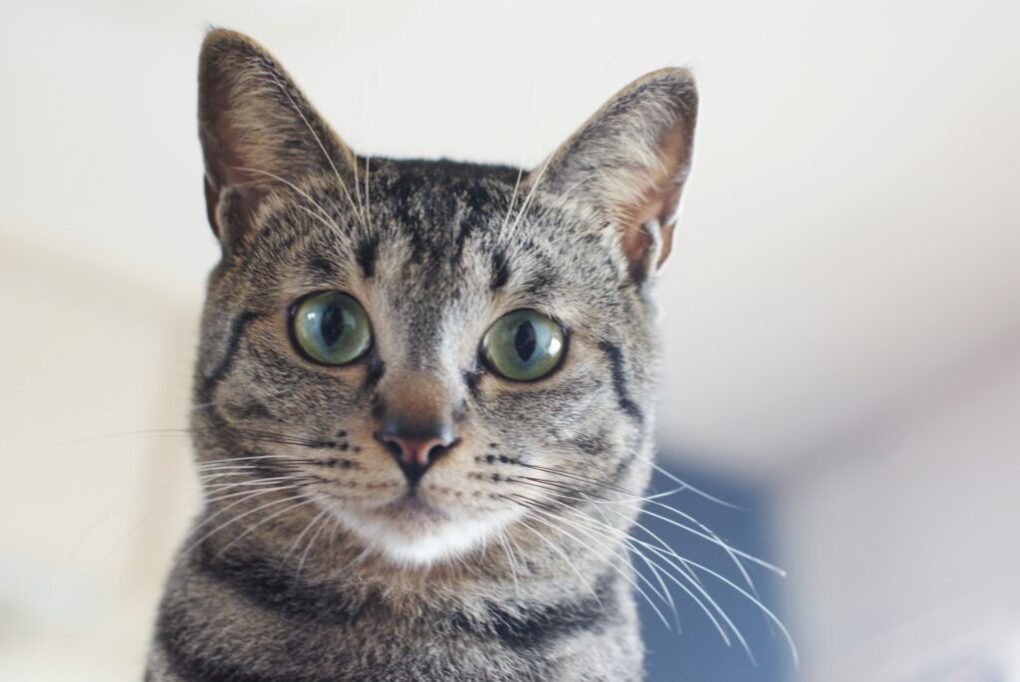 猫アップ