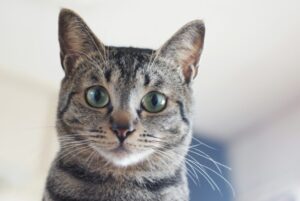 猫アップ