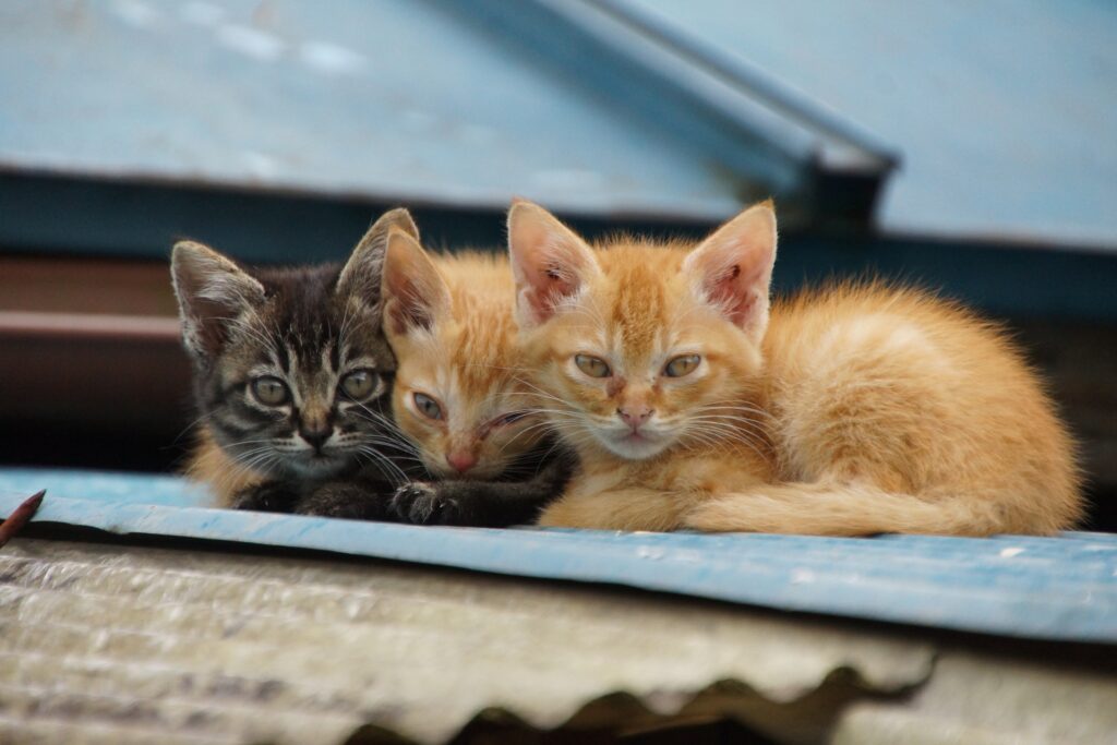 3匹でよりそう子猫