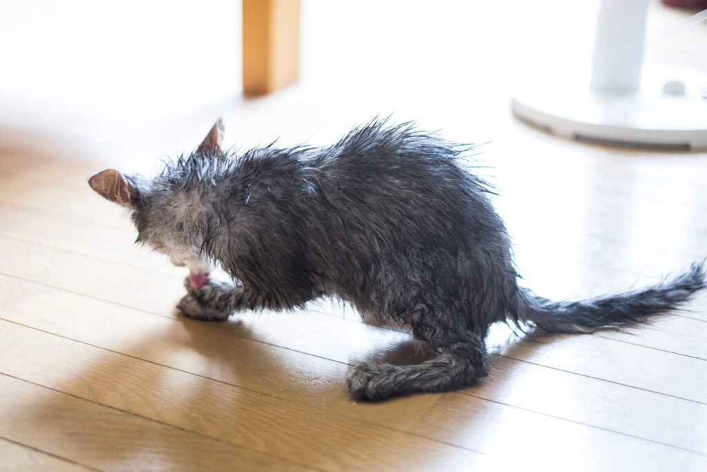 シャンプーされた後体をなめる子猫