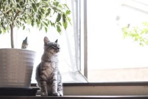 観葉植物と猫