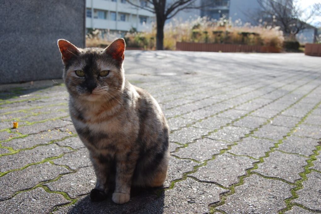 サビ猫の子猫