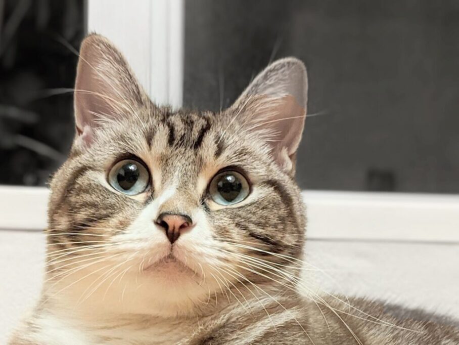 猫アップ