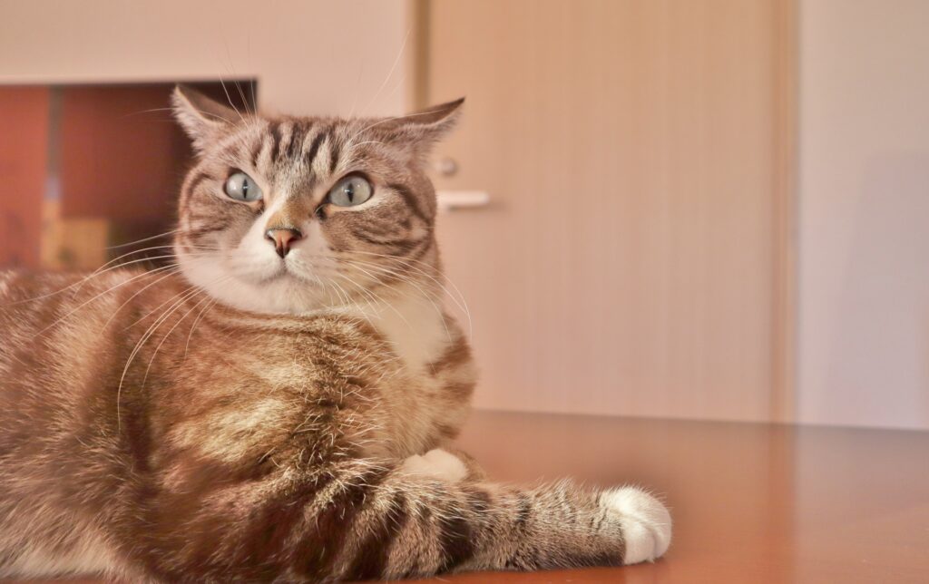 イカ耳で驚いてる猫