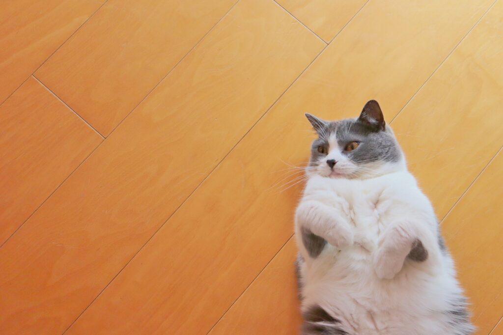 床に寝っ転がる猫