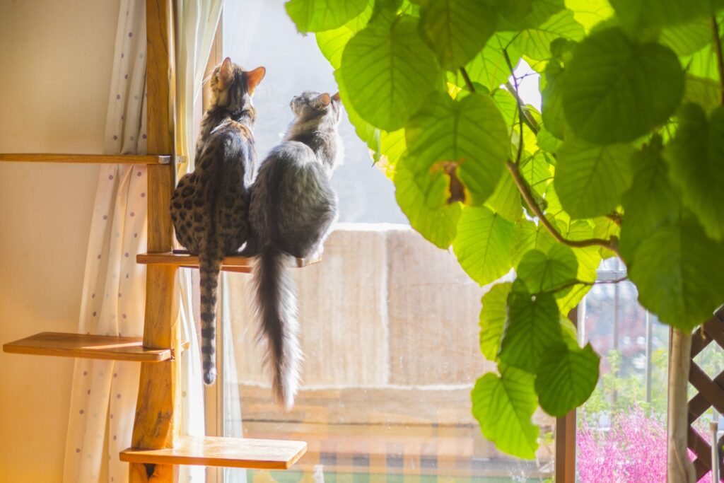 キャットタワーから外を眺める2匹の猫