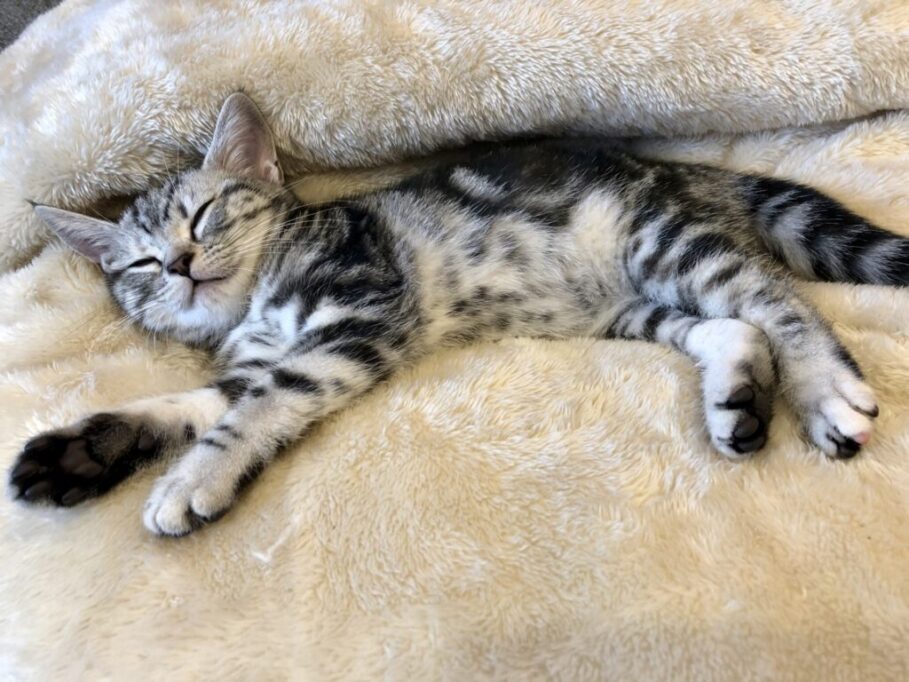 眠る子猫