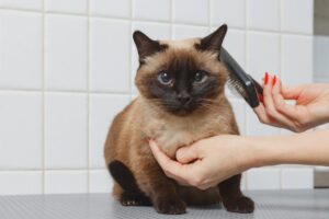 ブラッシングされる猫