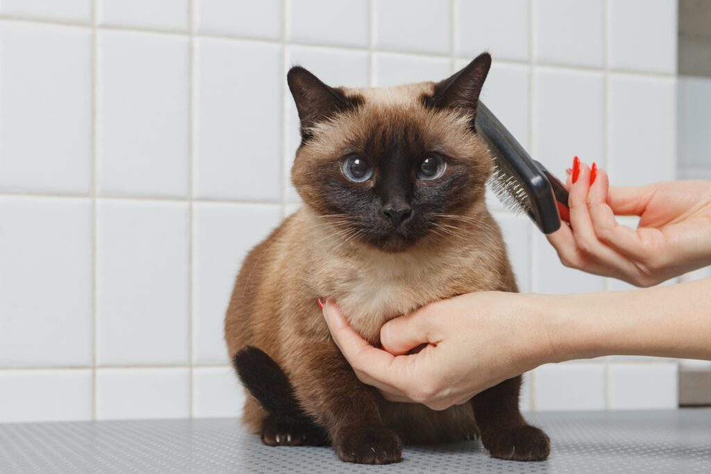 ブラッシングされる猫