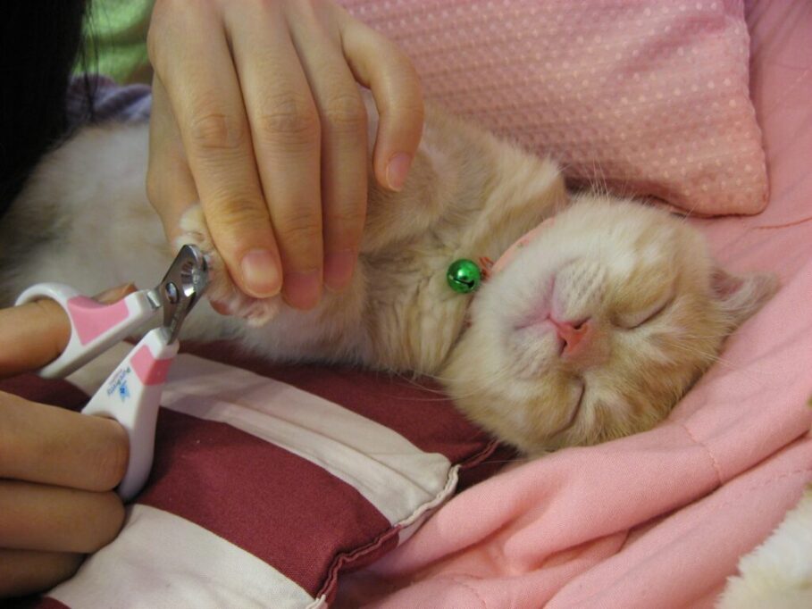 爪切りされる眠ってる子猫