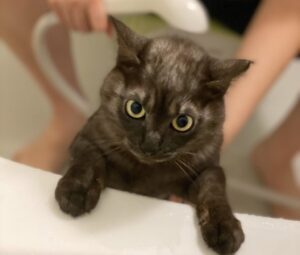 シャンプーされる猫