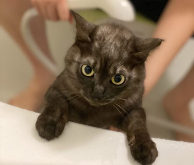 シャンプーされる猫