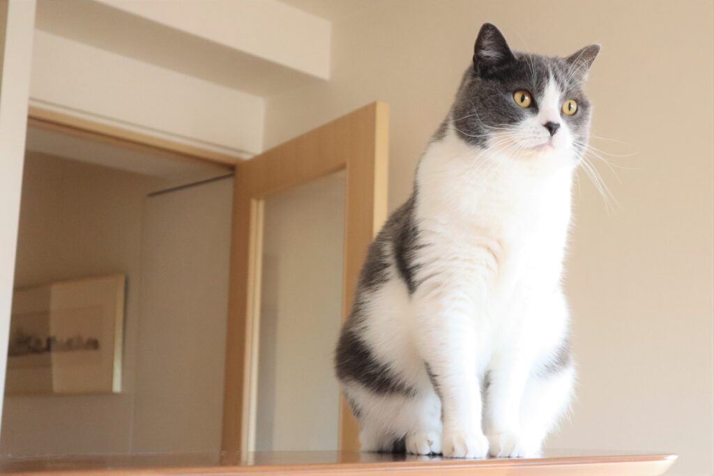 テーブルに上がるハチワレ猫