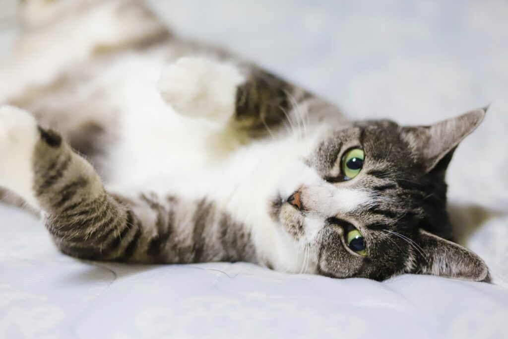 ふとんでリラックスしながら見つめる猫