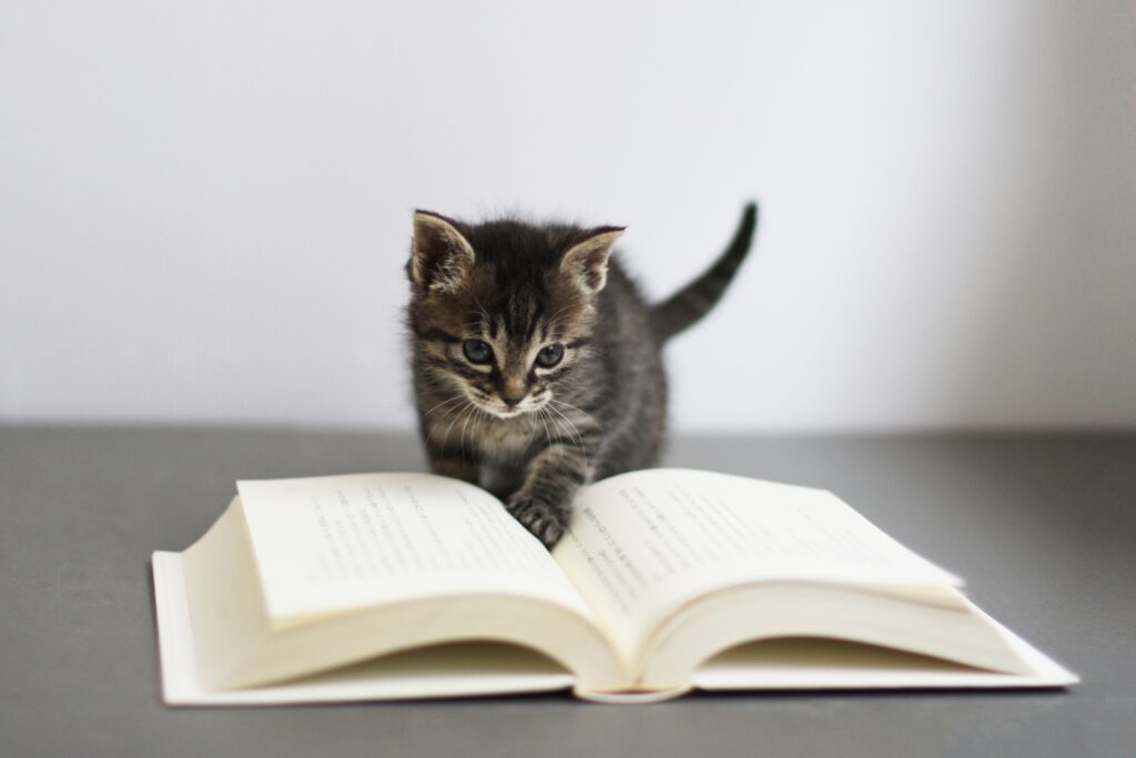 本を手で押さえる子猫