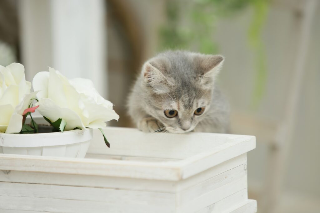 植物のにおいをかぐ子猫