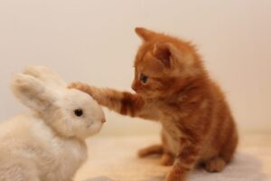 うさぎの人形にパンチする子猫
