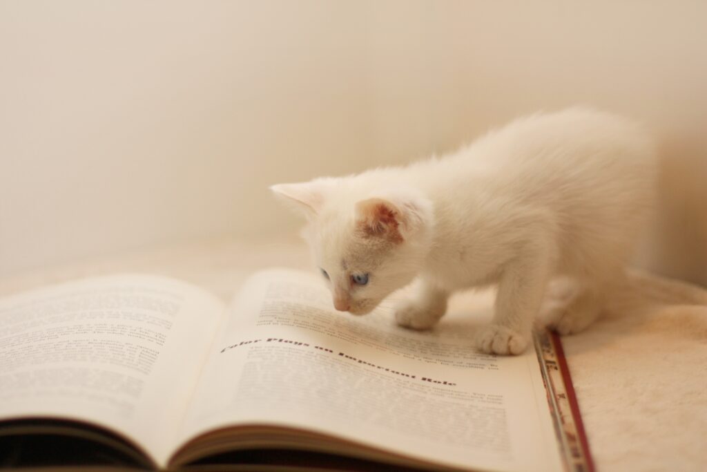 本の上に乗る白い子猫