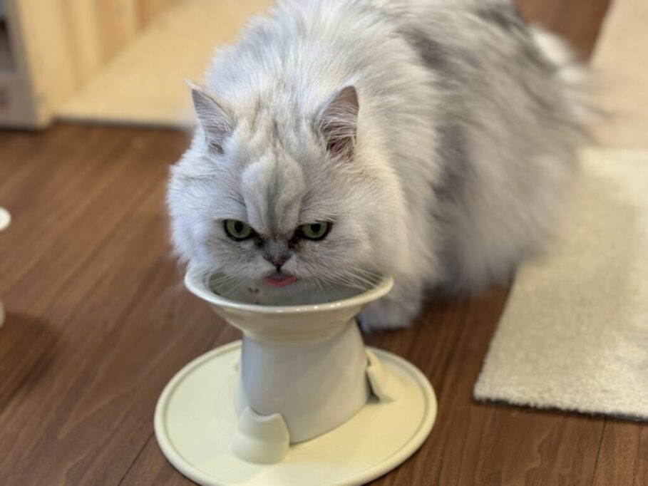 鼻ぺちゃミヌエットの食事シーン