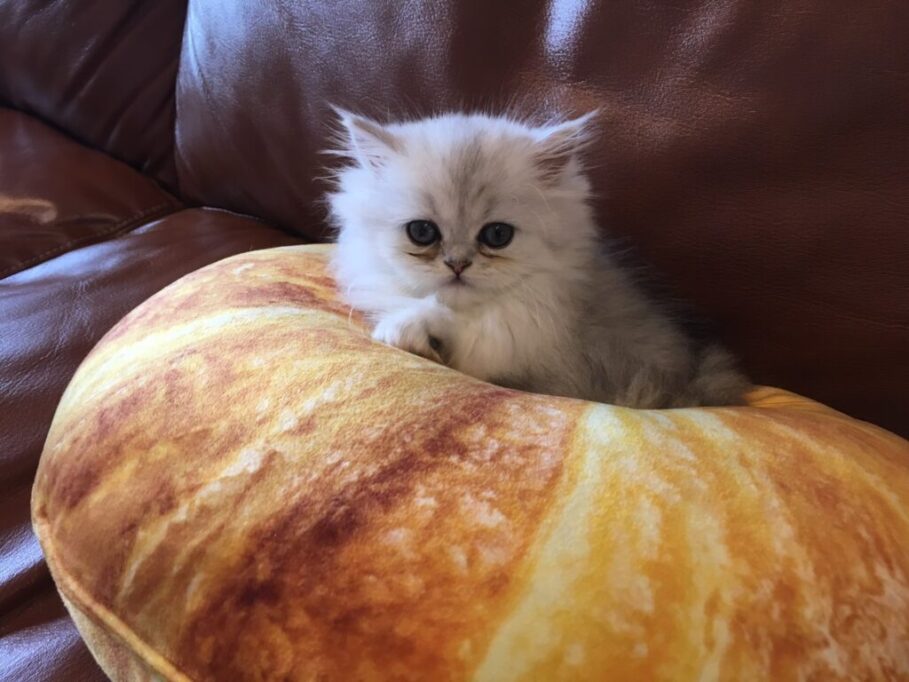 クッションに包まれ、こちらを見つめるミヌエットの子猫
