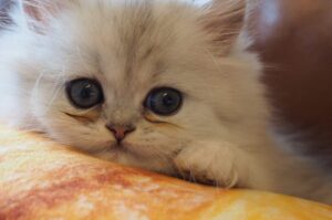 ミヌエットの子猫