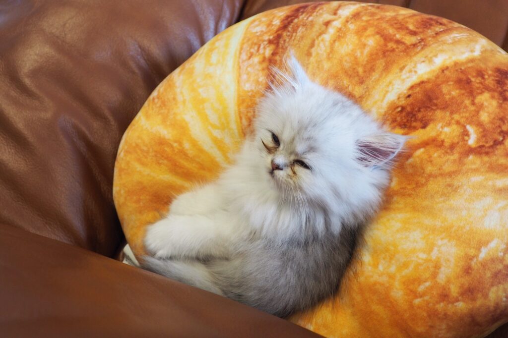 クッションで眠るミヌエットの子猫