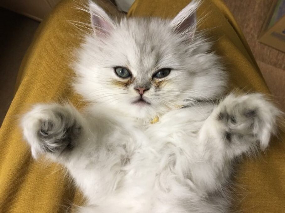 お手手を広げるミヌエットの子猫
