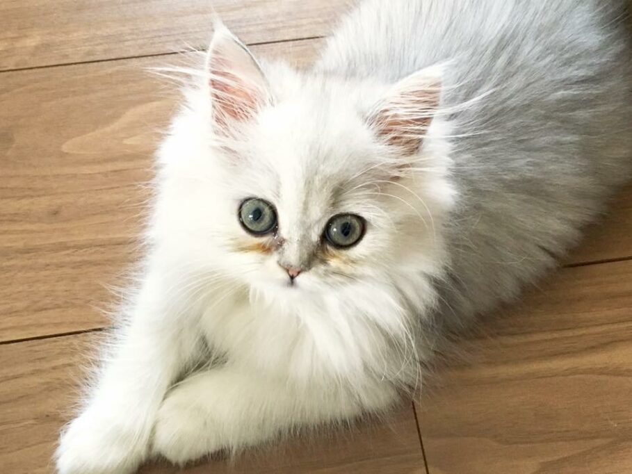 お目目ぱっちりのミヌエットの子猫