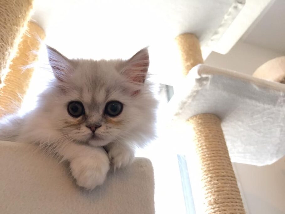 タワーから見下ろす子猫のミヌエット