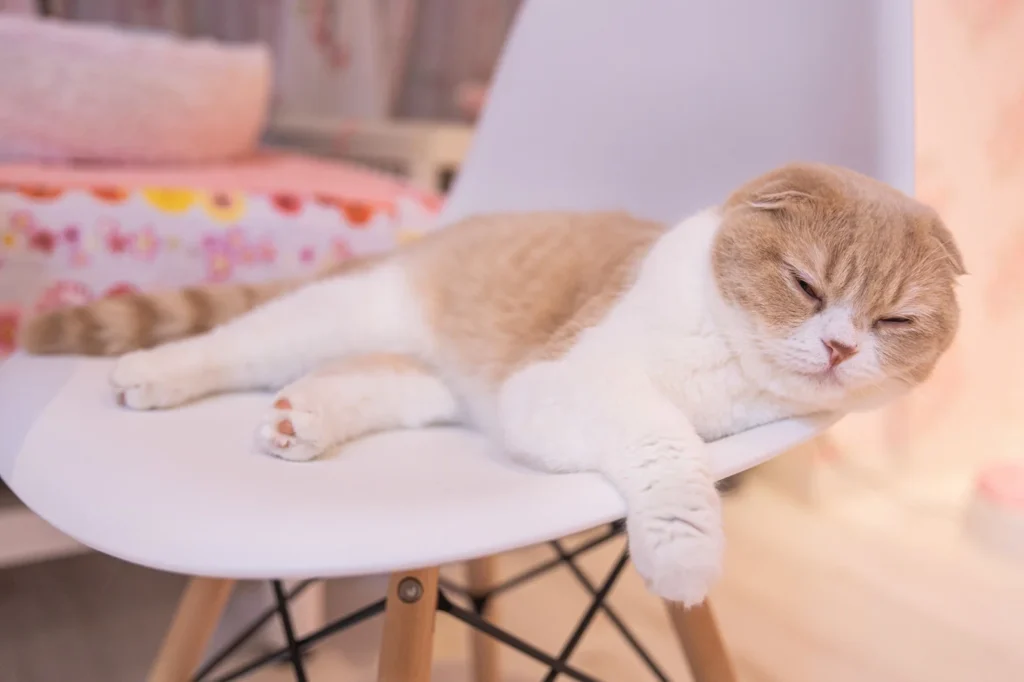 眠るスコティッシュフォールド
