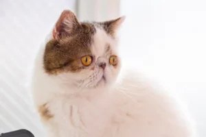 エキゾチックショートヘア