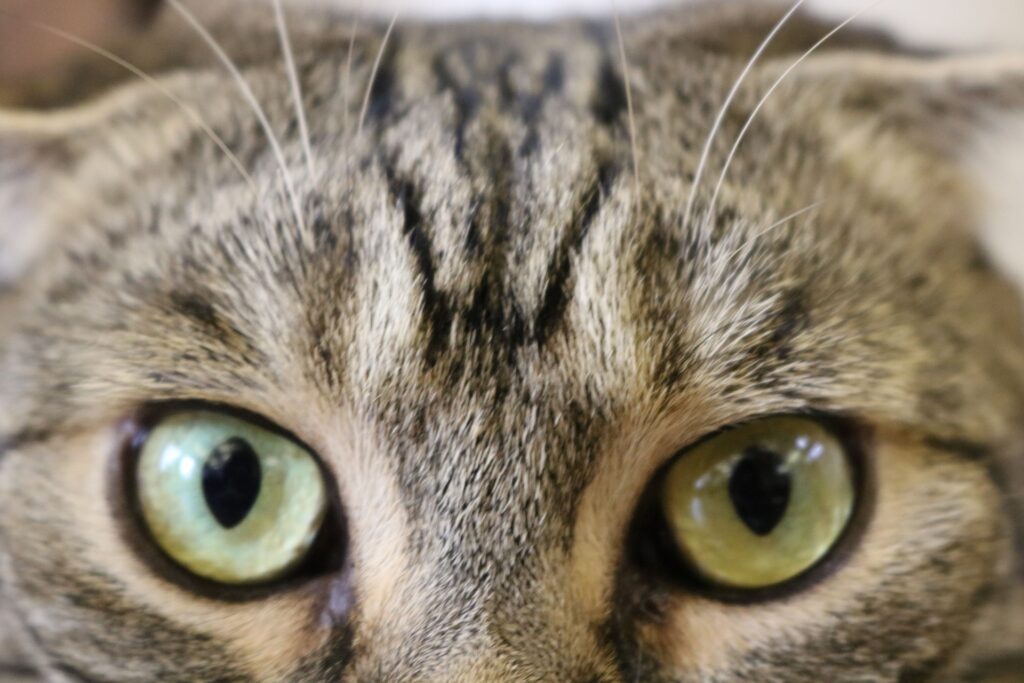 お目目ぱっちりの猫