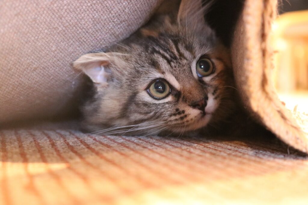 カーペットにもぐる子猫