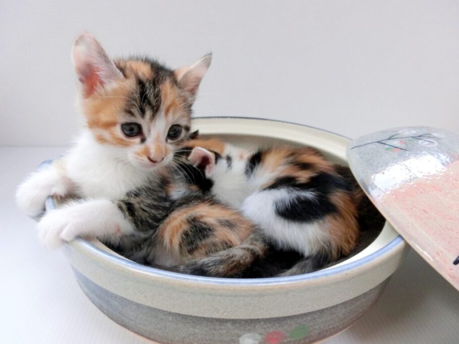 鍋の中でリラックスする子猫