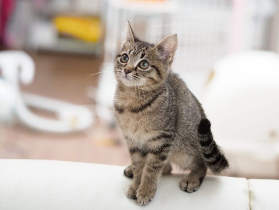 飼い主を見つめる子猫