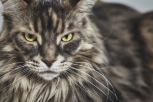 こちらを見つめるメインクーン