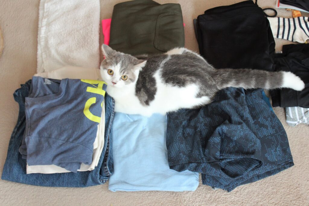 洗濯物の上に座る猫
