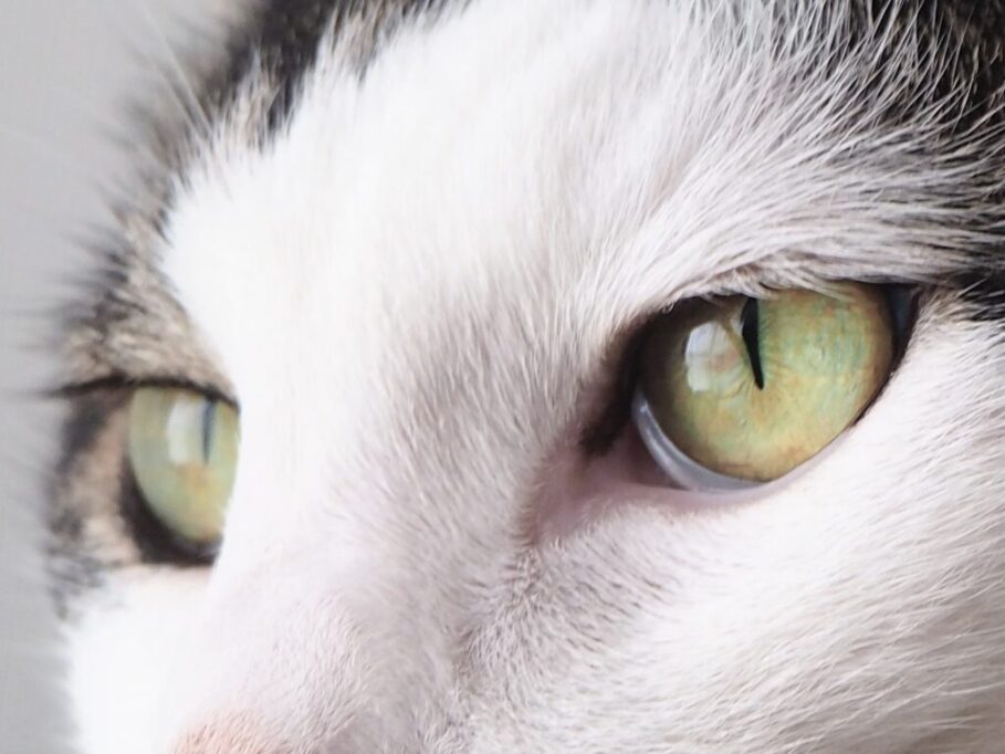 猫のどあっぷ