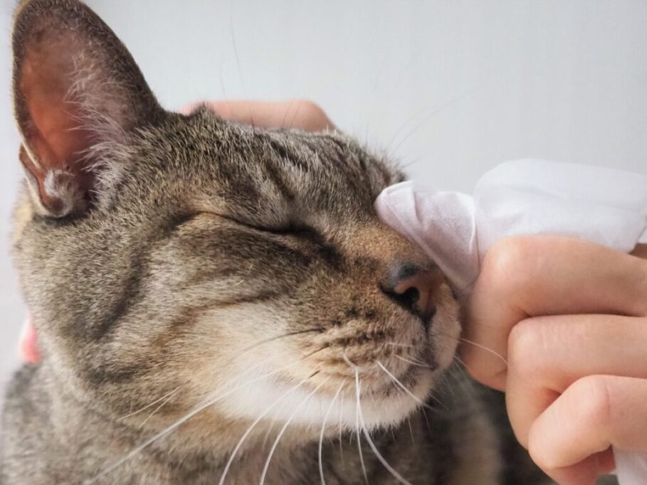 目ヤニを取ってもらう猫