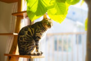 キャットタワーから窓の外を見るベンガル