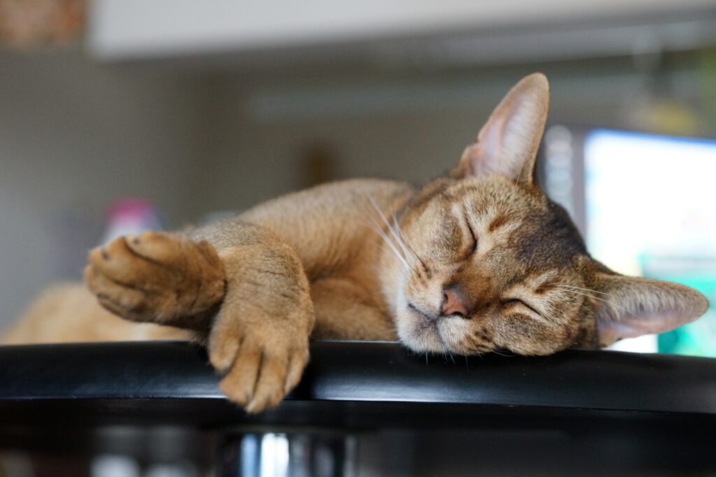 気持ちよさそうに眠るアビシニアン
