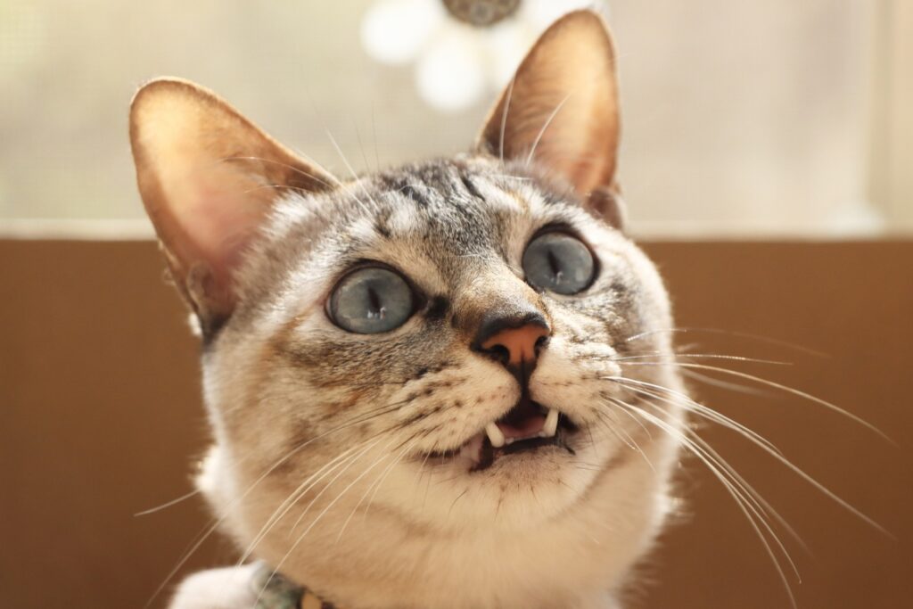 飼い主を見つめながら鳴いてる猫