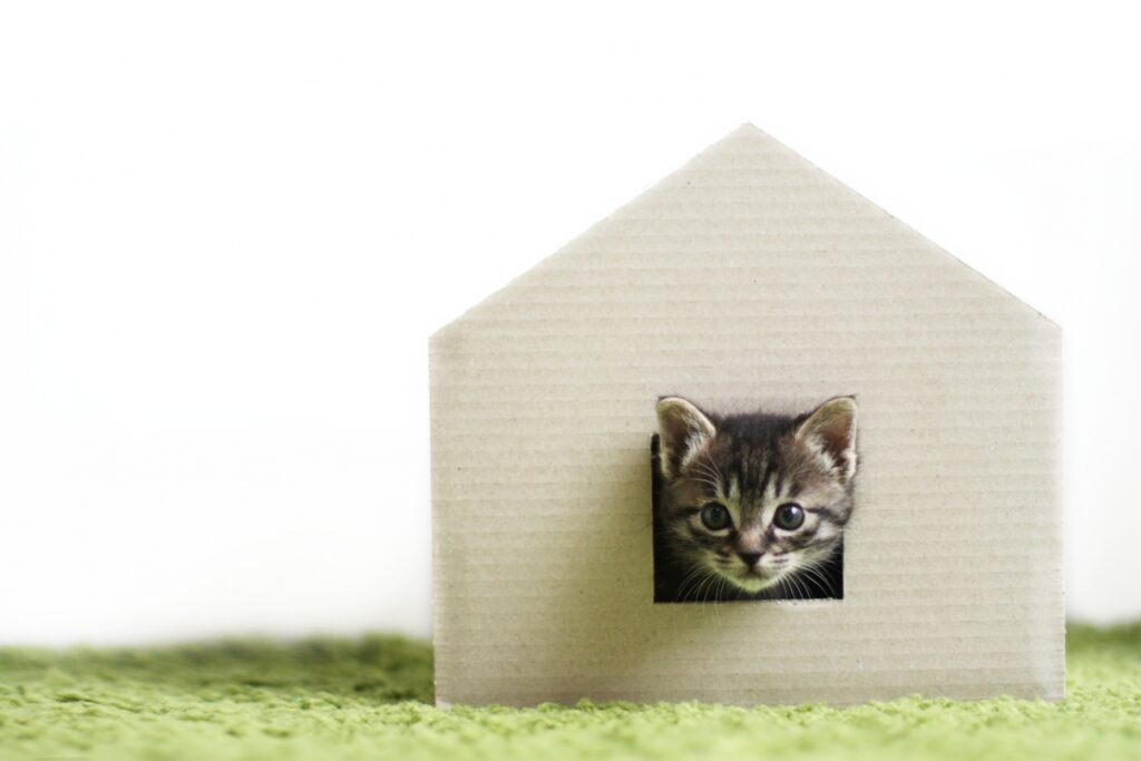 猫用ハウスに入ってる子猫