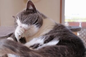 手で鼻を掻く猫