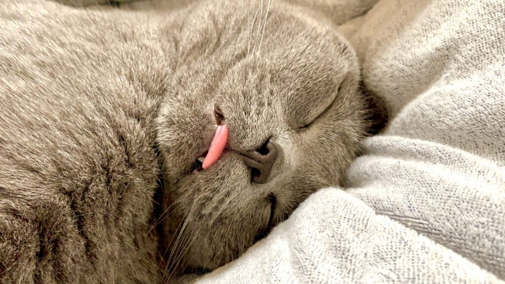 ベロを出して眠るロシアンブルー