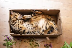 箱の中でへそ天で寝てる猫
