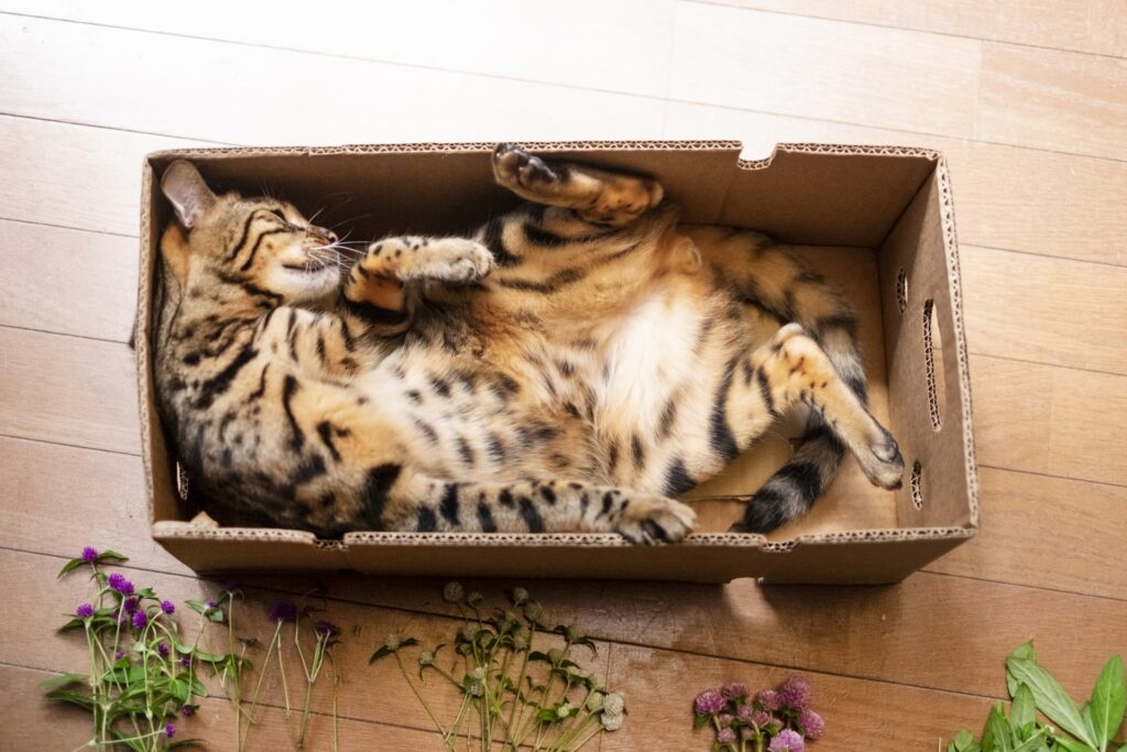 箱の中でへそ天で寝てる猫