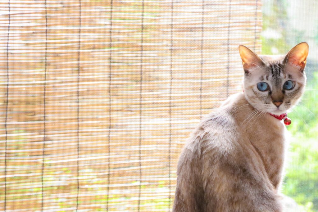 夏の窓辺の猫