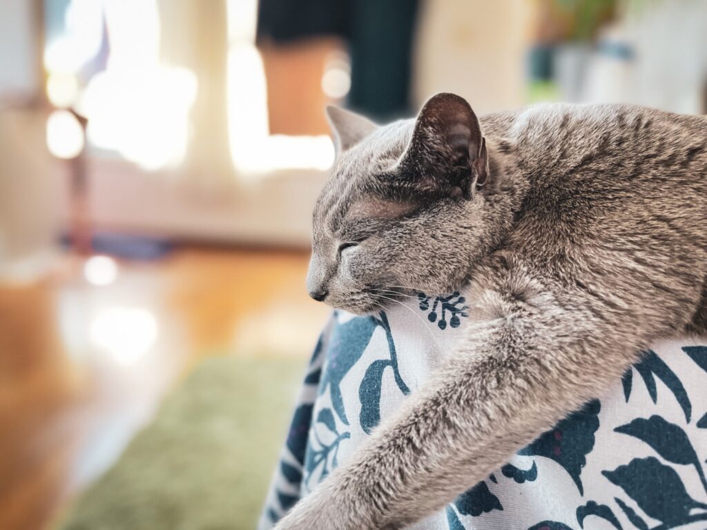 膝の上で眠る猫